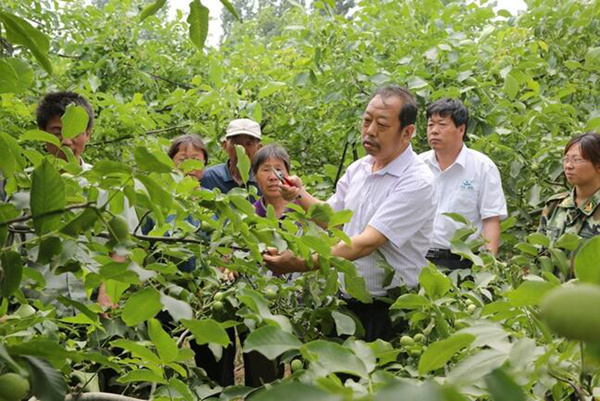 圖為李保國(guó)在田間為農(nóng)戶講解核桃栽培實(shí)用技術(shù)。